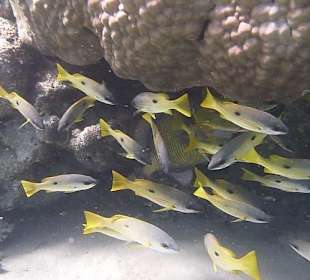 Schnorcheln am Hausriff