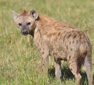 Hyäne - Masai Mara