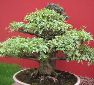 Bonsai