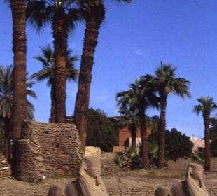 Die Sphinxe beim Luxor-Tempel