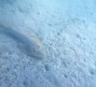 Schnorcheln Marsa Alam