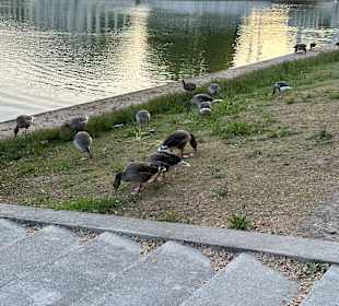 Stadtgarten Böblingen