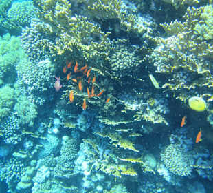 Schnorcheln Sharm El Naga
