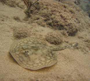 Tauchgang mit James & Mac