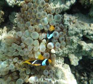 Nemos in einer Anemone / Prima Life