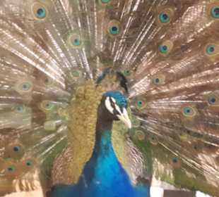 Naturhistoriska Museum