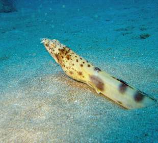 Tauchschule MerlinSosua