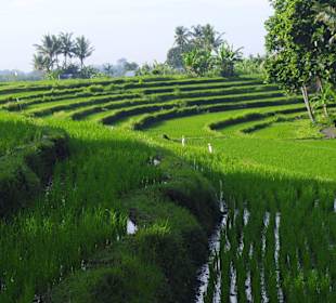 Reisfelder