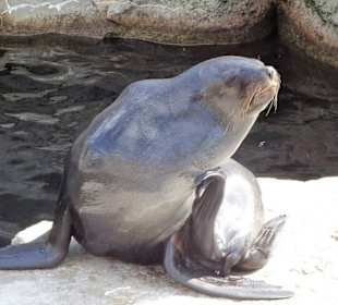 Bei den Robben im Zoo am Meer