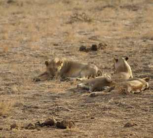 Löwen nach der Jagd