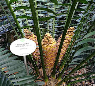 Botanischer Garten Puerto de la Cruz