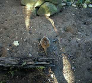 Zoo Dortmund - Die Tiere