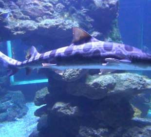 Meeresmuseum Stralsund