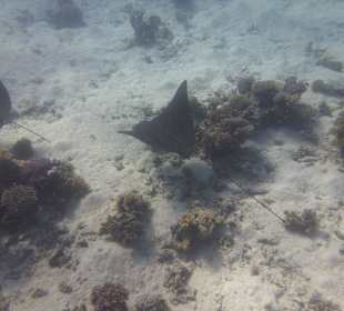 Rochenbesuch während der Delfintour - einmalig!