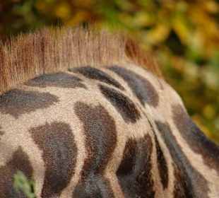 Detailansicht der Giraffe