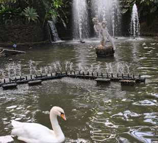 Ententeich im Stadtpark