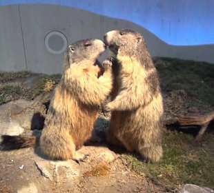 Nationalparkzentrum Haus der Berge