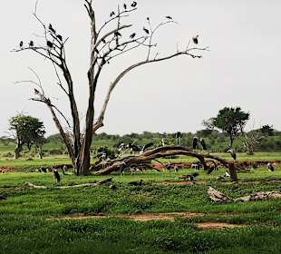 Tsavo Ost Nationalpark