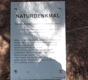 Naturdenkmal Mammutbaum Bronnweiler