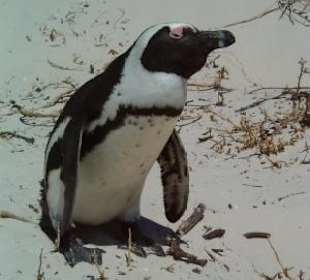 Pinguin von Simon's Town