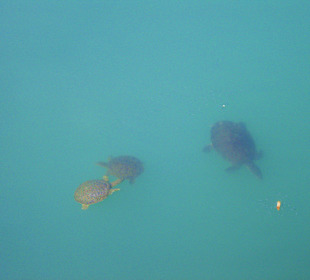 Schildkröten im Hafen 5 min. zu laufen