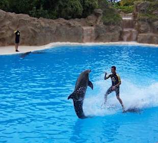 Delphin Show