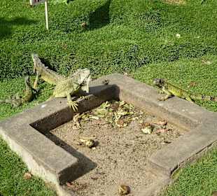 Leguane im Park vor der Kathetrale