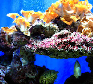  Ozeanographisches Museum Monaco