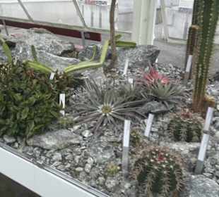 Sukkulentensammlung