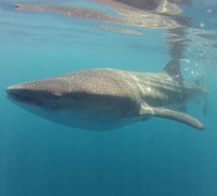 Walhai vor Cozumel