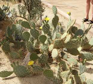 Joshua Tree National Park