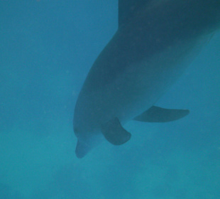 Tauchen bei der Dive Connection