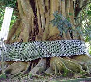 Banyan Baum