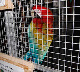 Ara im Schmetterlingspark