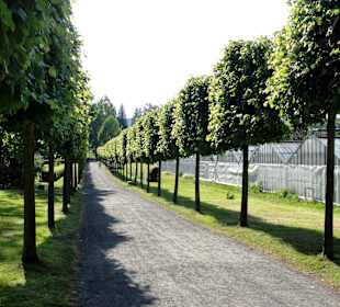 Die Kaiserlinden-Allee