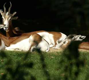 Schlaft ruhig weiter, ich passe schon auf