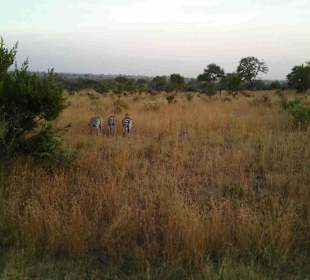 Krüger Nationalpark