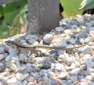 Man muss nur genau hingucken