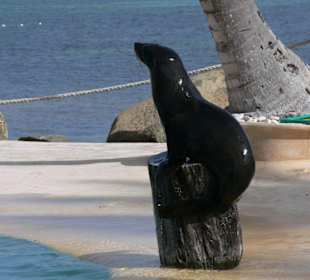 Seehund-Show im Animal-Adventure-Park