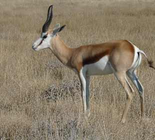 Ausflug in den Etosha Park