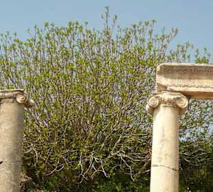 Feigenbaum in PERGE