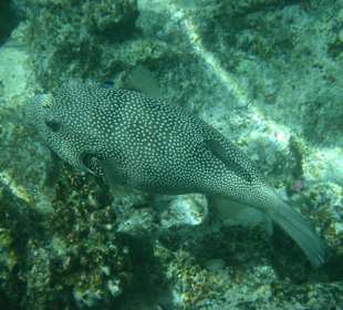 Kugelfisch