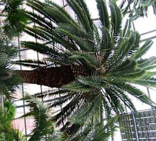 Im Palmenhaus Prachtpalme