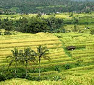 Reisfelder in Jatiluwihar