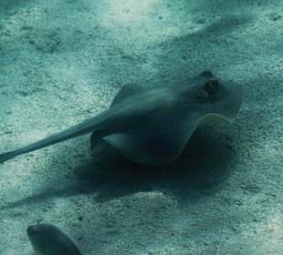 Rafa przy pomoście "Stella"