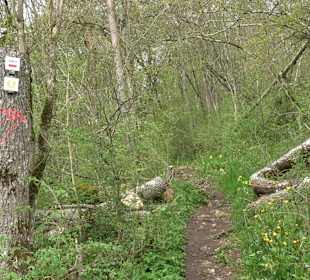 Eiszeitpfad - Burgfelsenpfad