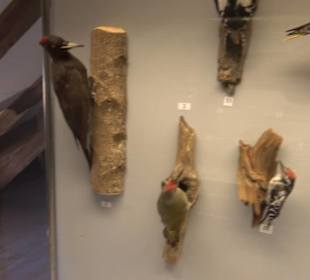 Natur- und Jagdmuseum