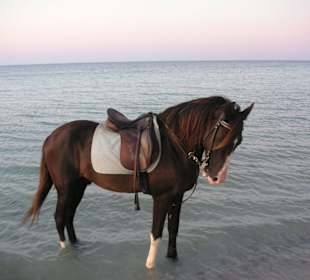 Reiten am Strand