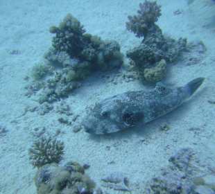 Tauchgebiet Poseidon Garden