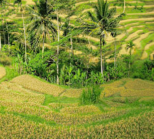 Reisfeld nahe Ubud